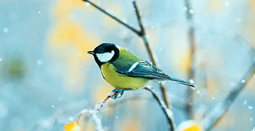 Biodiversity & Ecology